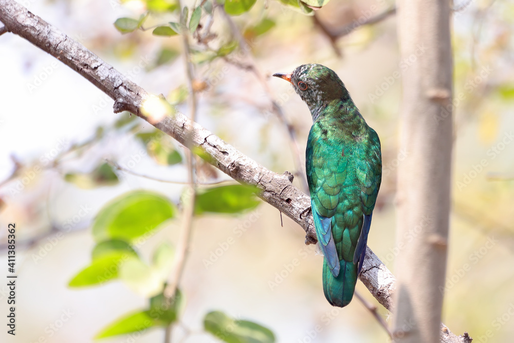 Fototapeta premium Male of Asian emerald cuckoo a bird with green feathers is perching on a branch. bird in nature of thailand