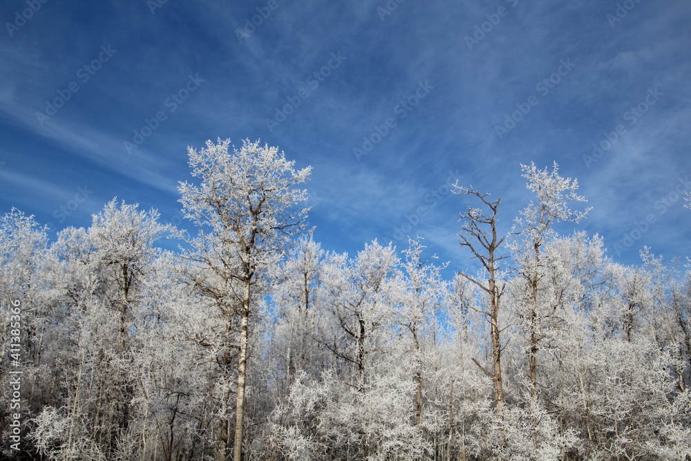 Frosted Trees, Elk Island National Park, Alberta Frosted Trees, Elk Island National Park, Alberta