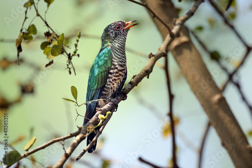 Male of Asian emerald cuckoo a bird with green feathers is perching on a branch. bird in nature of thailand