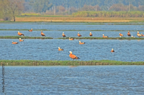 ruddy shelduck