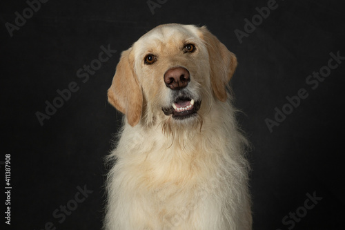 Portrait of yellow labrador retriever dog isolated on black background in studio © Sharon