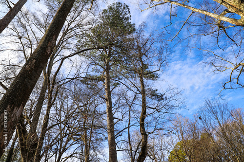 autumn trees in the park at Tanyard Creek Park in Atlanta, Georgia photo