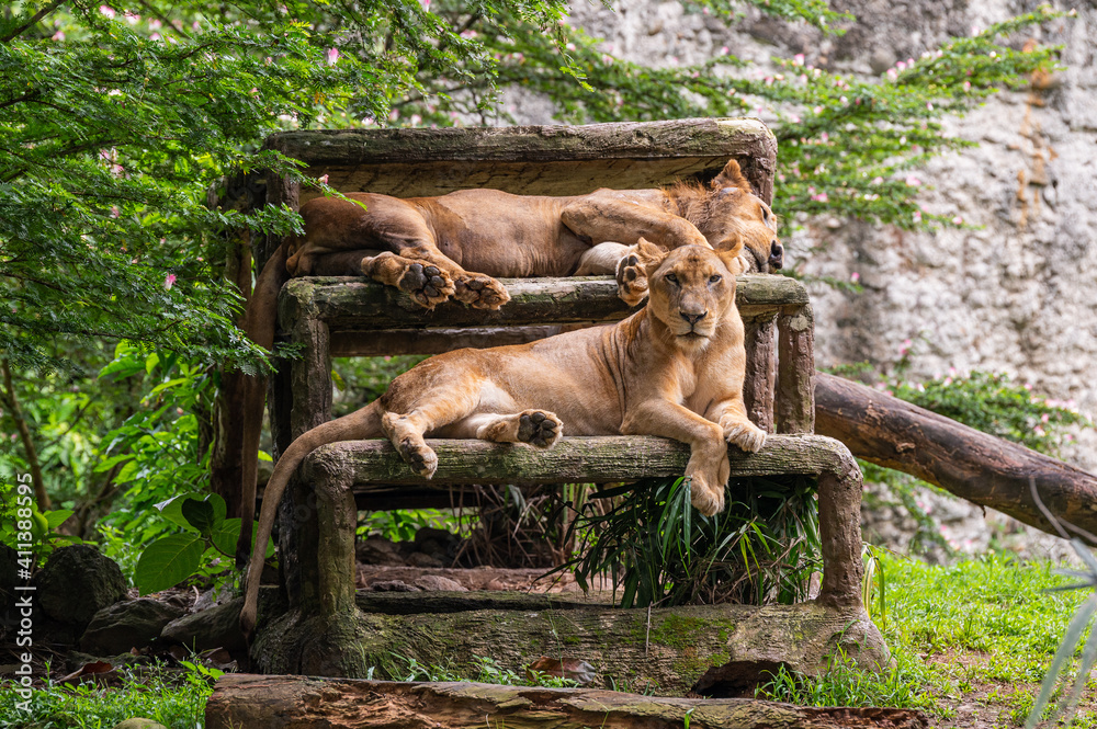 Fototapeta premium Female Lions portrait on bench 