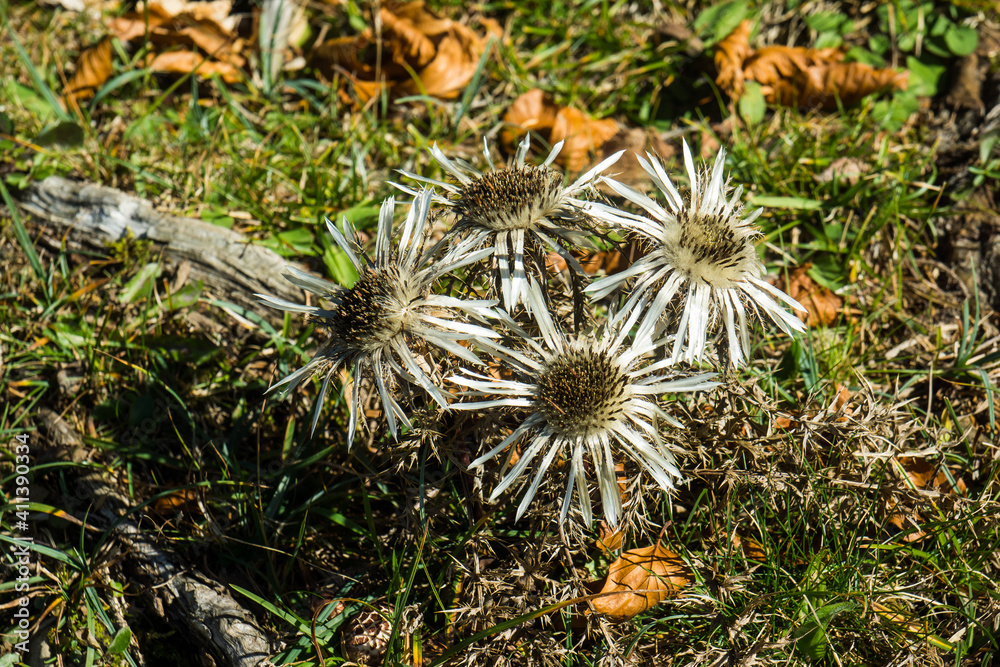 silver thistle blooming on mountain silver thistle blooming on mountain