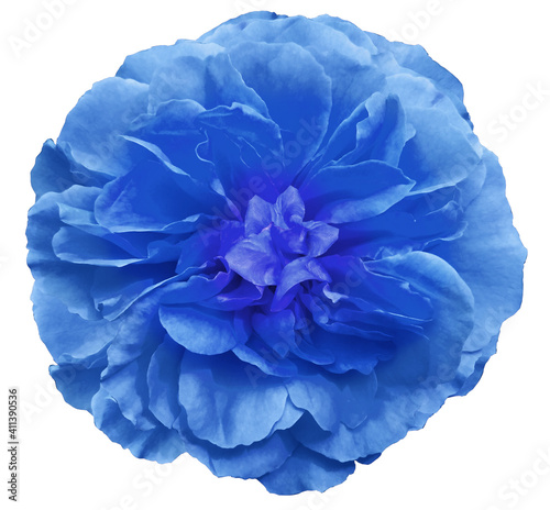Blue rose flower on white isolated background. Closeup. For design. Nature.