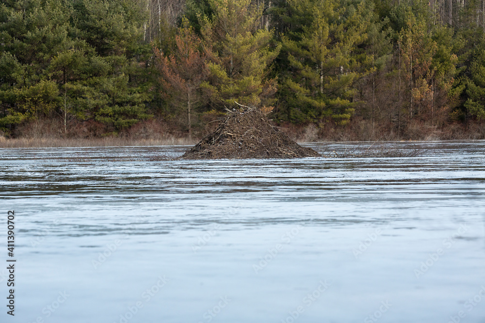 Beaver lodge in a pond along the Tunxis Trail, Connecticut.