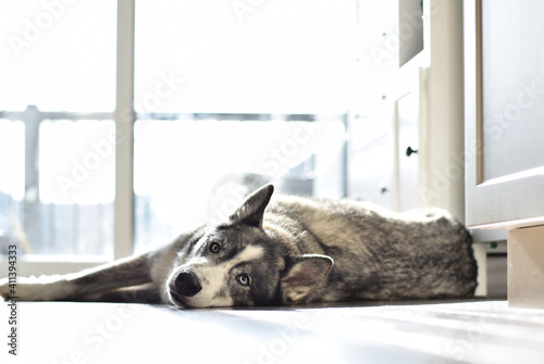 Husky dog lying relaxing on a floor in a kitchen at home enjoying sunshine from patio door © Julia