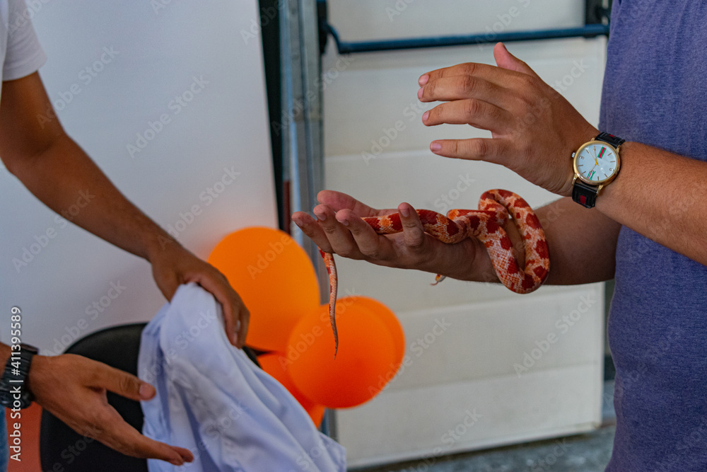 Picture of Professional handling a non-venomous snake, known as Corn Snake, during ...