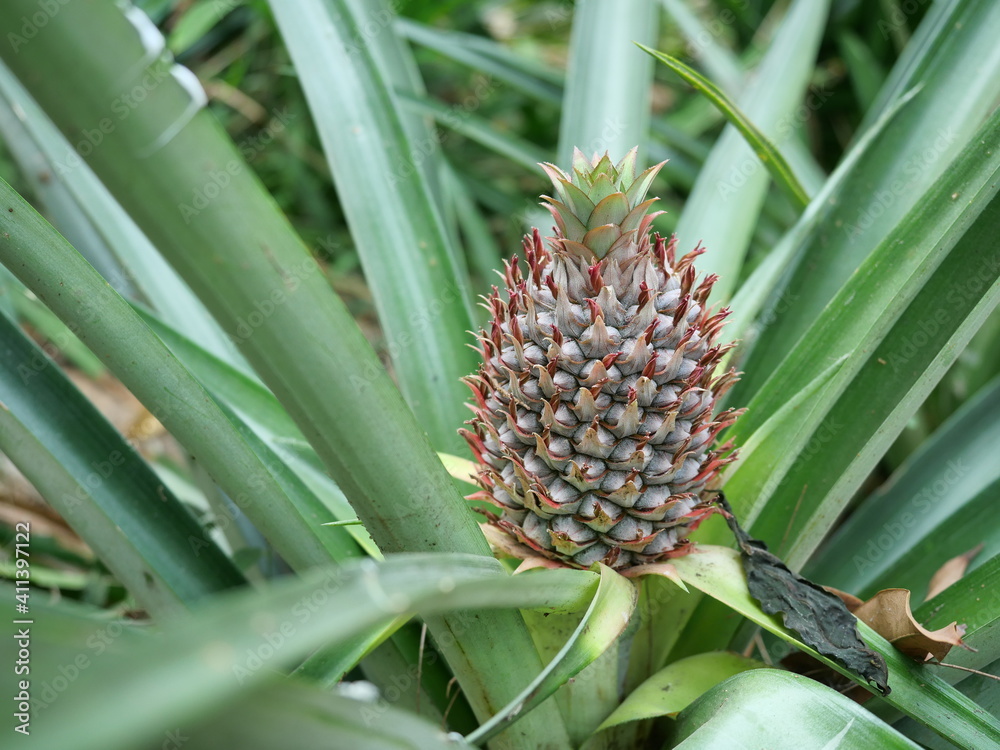 Young pineapple fruit on tree plant with natural green background, Tasty tropical fruit on the farmland Young pineapple fruit on tree plant with natural green background, Tasty tropical fruit on the farmland