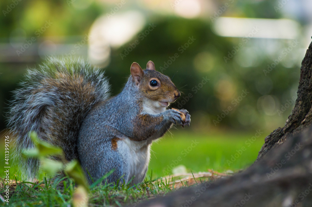 squirrel in the park squirrel in the park