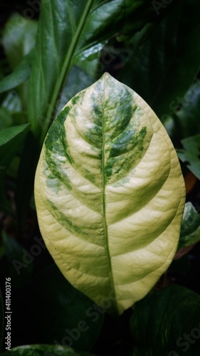 the leaves of anthurium 