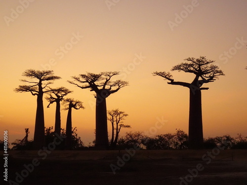 Baobab trees at sunset at the avenue of the baobabs in Morondava　(Madagascar)