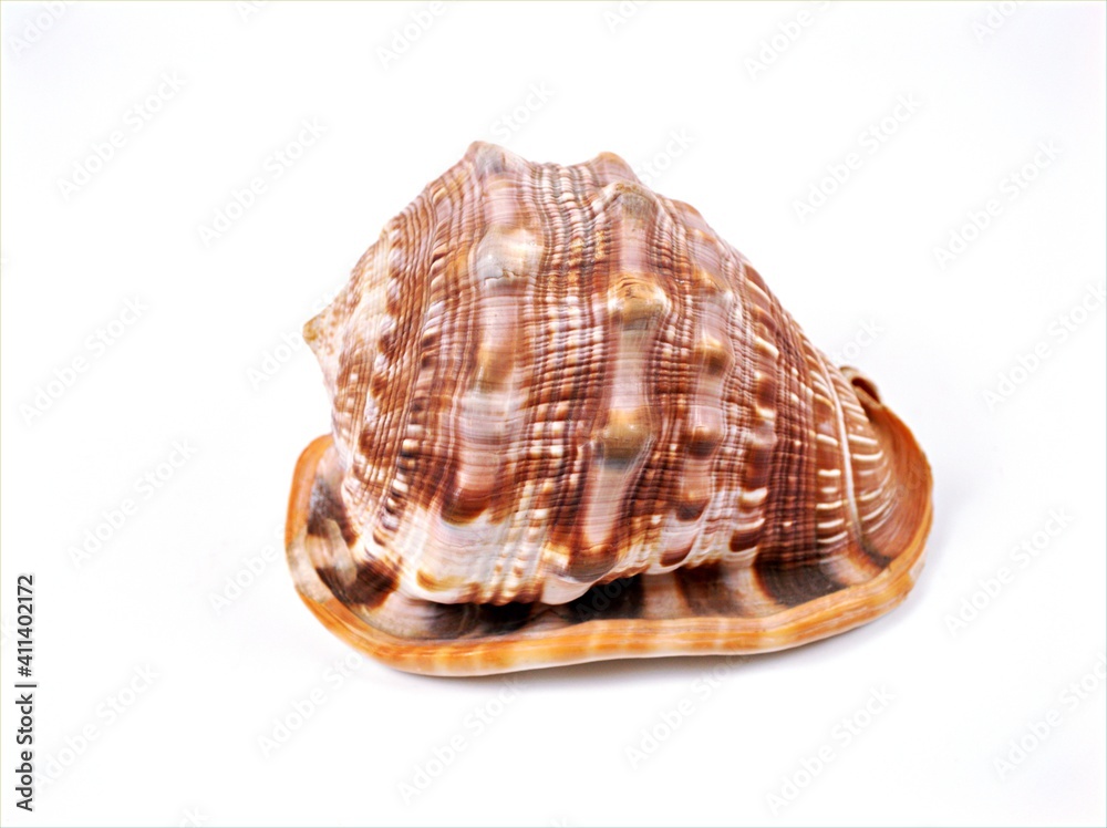 Obraz premium sea snail shell Cypraecassis rufa animal ,mollusca isolated on white background 
