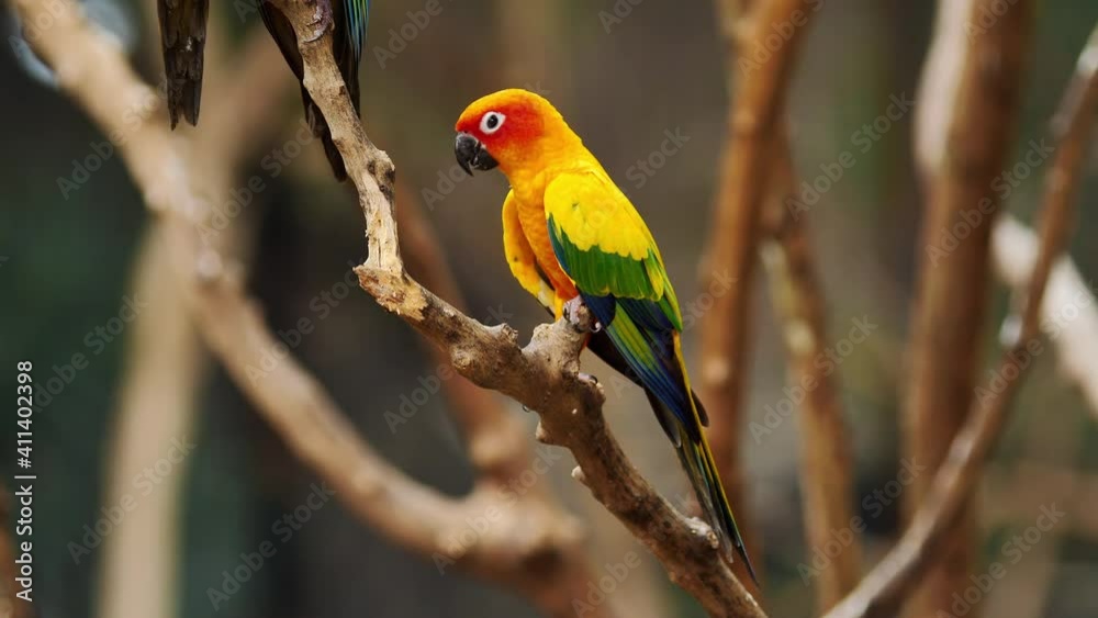 Little Parrot colorful bird, (White Eye-ring), Fischer Lovebirds, Video Clip stock footage. Little Parrot colorful bird, (White Eye-ring), Fischer Lovebirds, Video Clip stock footage.