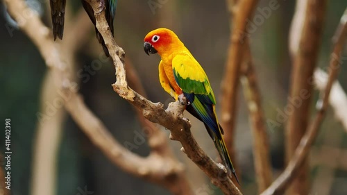 Little Parrot colorful bird, (White Eye-ring), Fischer Lovebirds, Video Clip stock footage.