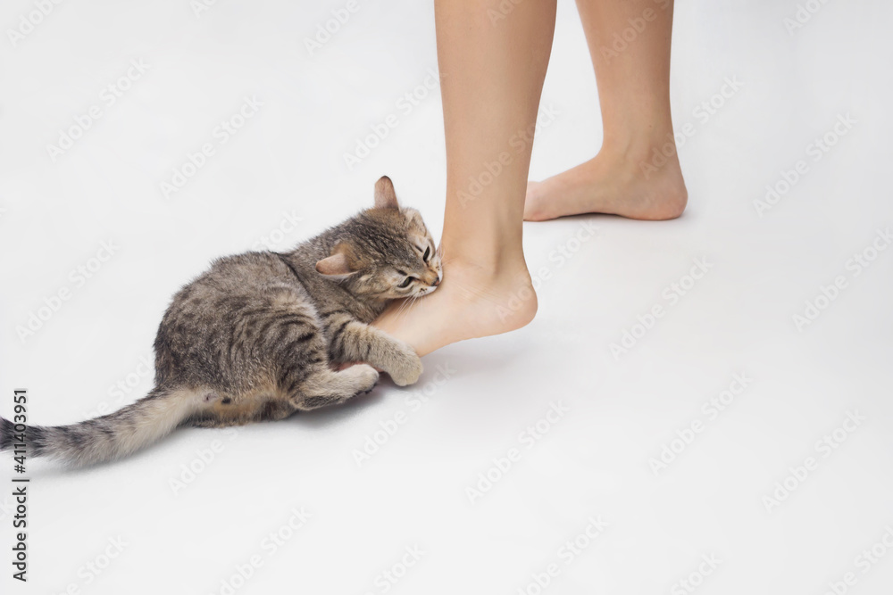 A young tabby cat bites a woman's feet. Cute kitten is playing with