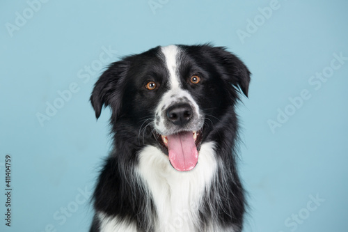 border collie studio portrait 