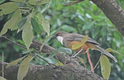 bird in himalyas photo