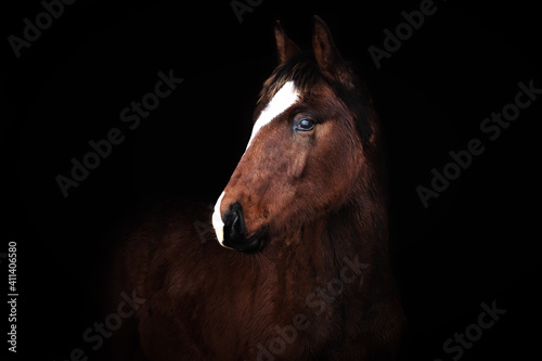 Bay small foal in natural furry winter coat against black bacground.