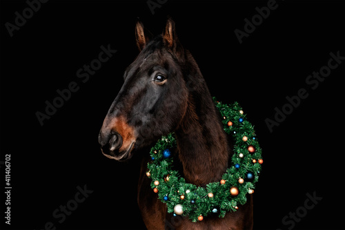 Bay (brown) horse with christmas wreath against black backround. © aurency
