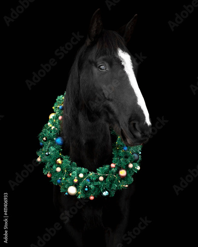 Black horse with large white blaze on the nose in christmas wreath decorated with colorful baubles agaisnt black background, isolated, portrait. © aurency