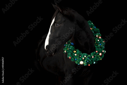 Black horse with large white blaze on the nose in christmas wreath decorated with colorful baubles agaisnt black background, isolated, portrait. © aurency