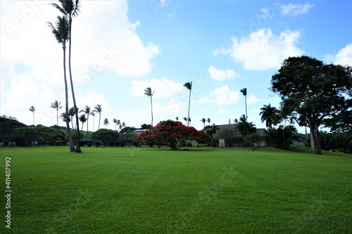 Coconut palm trees against blue sky in Hawaii - ヤシの木 青い空 ハワイ
