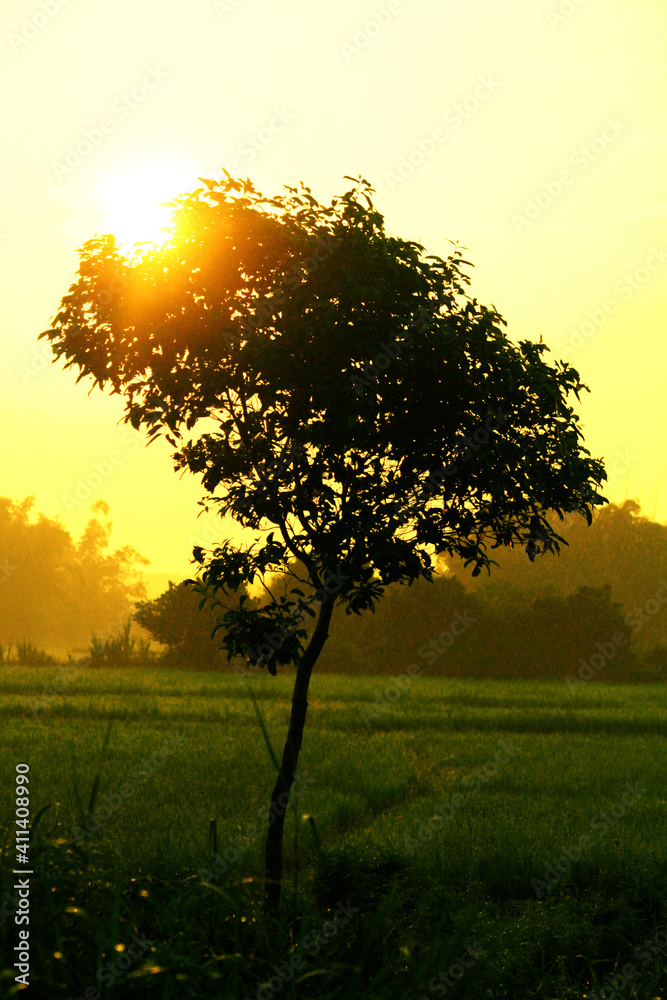 Fototapeta premium Magical sunrise with tree