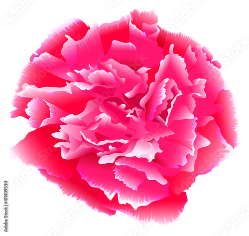 One pink carnation flower blooming bud isolated on white