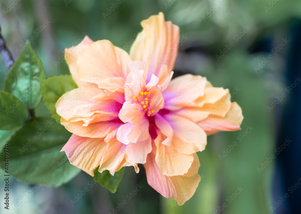 沖縄に咲く八重咲きのハイビスカスの花
沖縄の亜熱帯に咲く美しい花