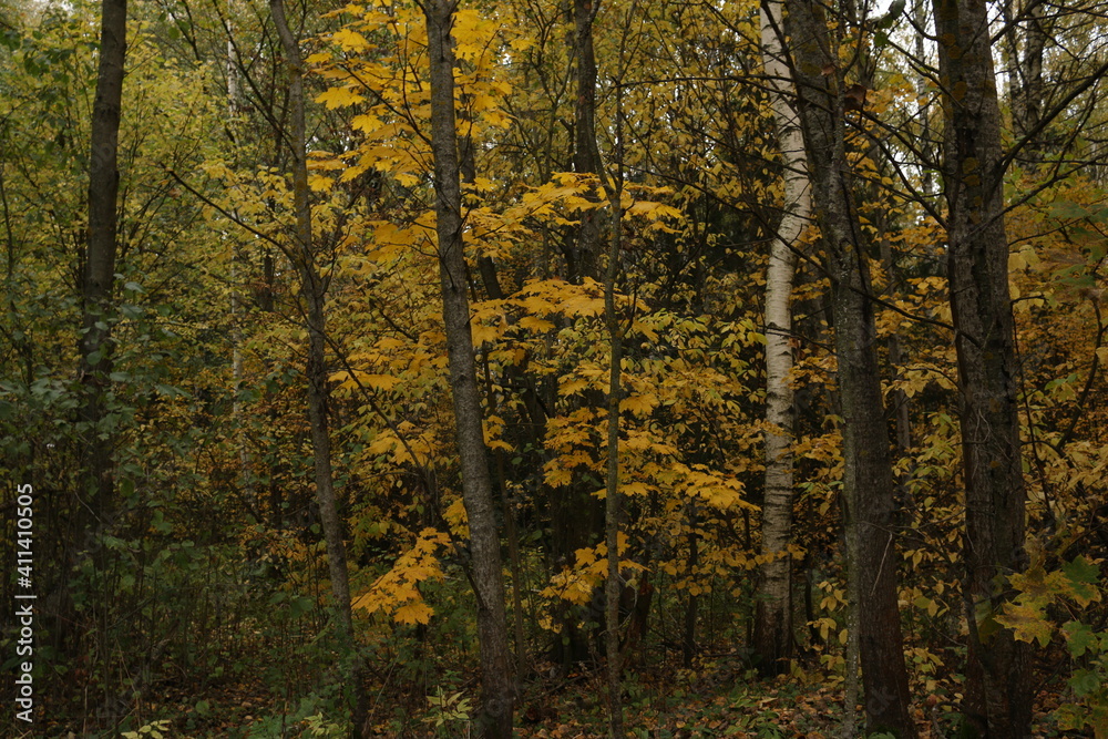 autumn in the forest