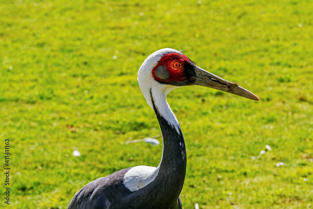 Obraz premium Grue à cou blanc