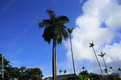 Coconut palm trees against blue sky in Hawaii -                                 