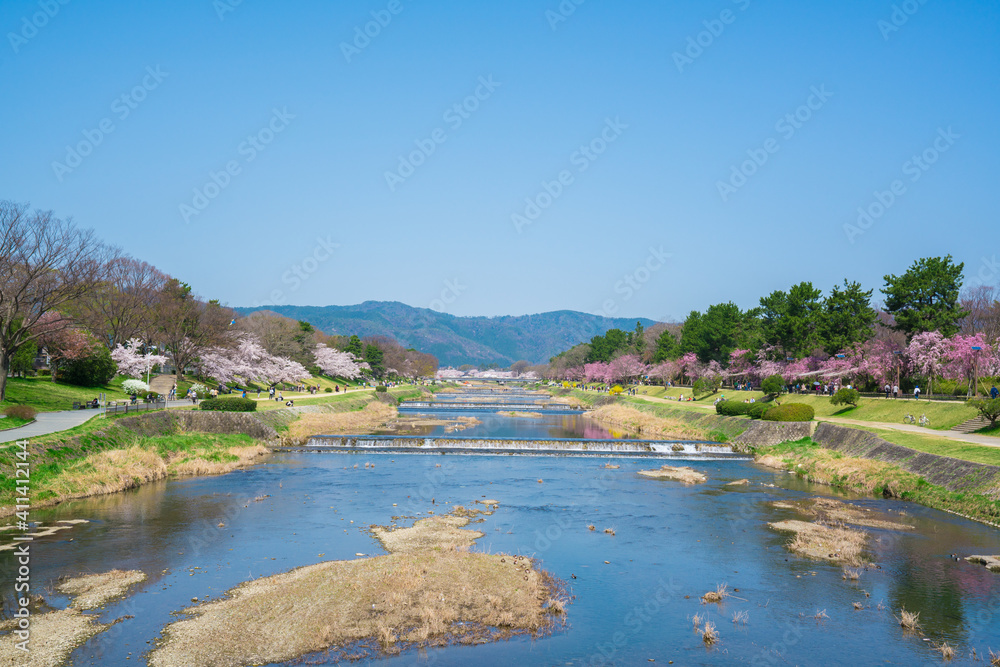 京都　半木の道（なからぎのみち）の枝垂れ桜と賀茂川