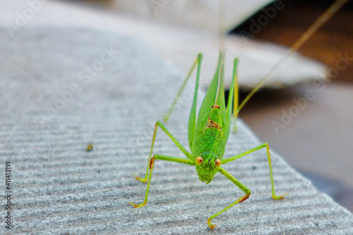 locusts look at me