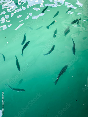 Fish swimming underwater. Overhead view of fishies in the pond. Greenish blue water