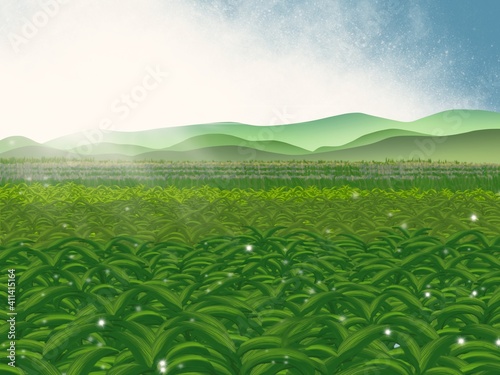 A view of the green corn fields, the lowland and the mountains in the distance. Illustrations created on a tablet, used as backgrounds, wallpapers.