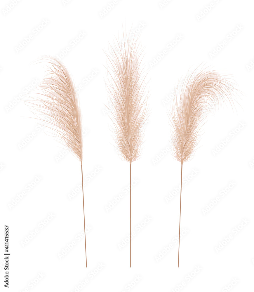 Pampas grass collection. Floral ornament elements in boho style. Vector illustration isolated on white background. Trendy design for wedding invitations, postcards, interior or flower arrangements.