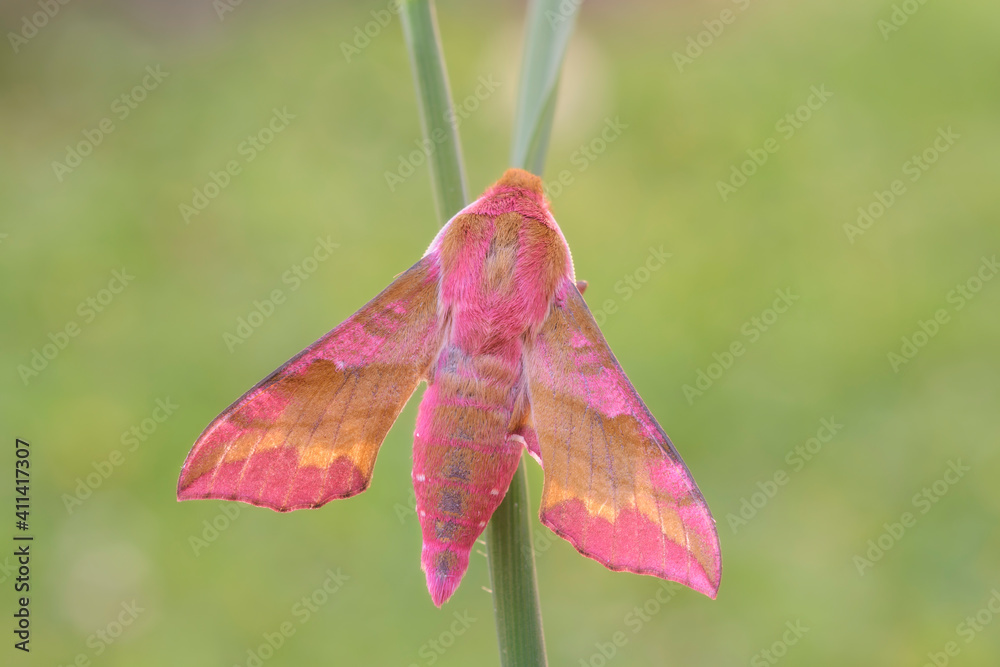 Deilephila porcellus, farfalla rosa Deilephila porcellus, farfalla rosa