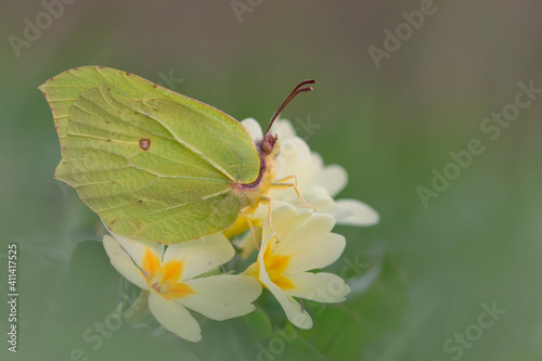 Gonepteryx rhamni, farfalla su primula photo