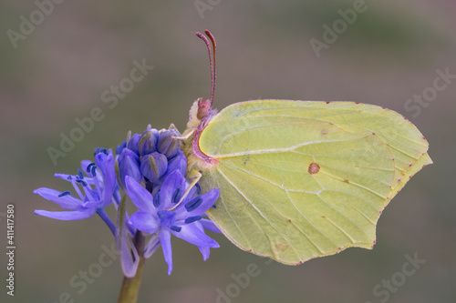 Gonepteryx rhamni photo