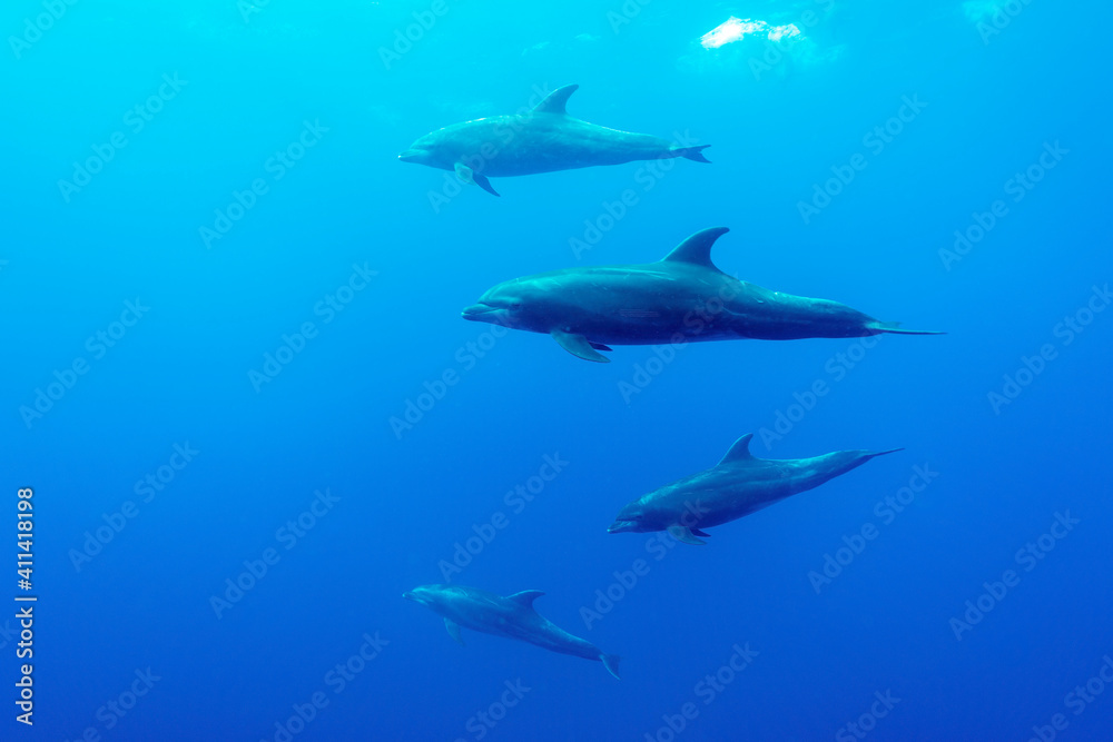 Bottlenose Dolphins (tursiops truncatus) pod in Galapagos.