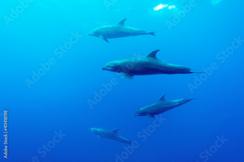 Bottlenose Dolphins  tursiops truncatus  pod in Galapagos.