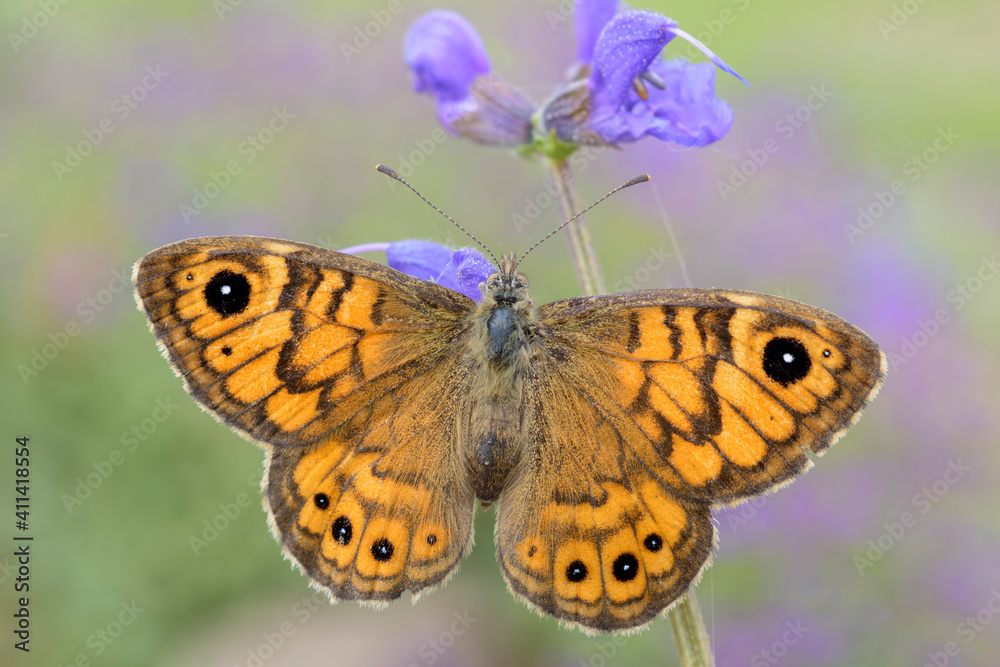 Obraz premium Lasiommata megera 