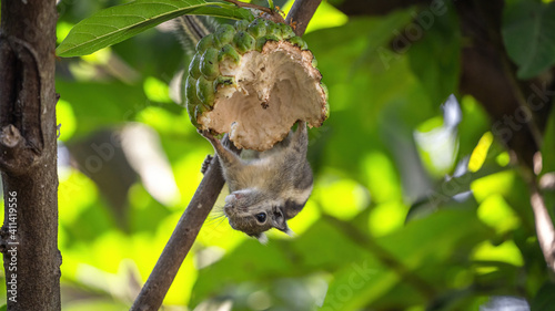 Chipmunk eats custard photo