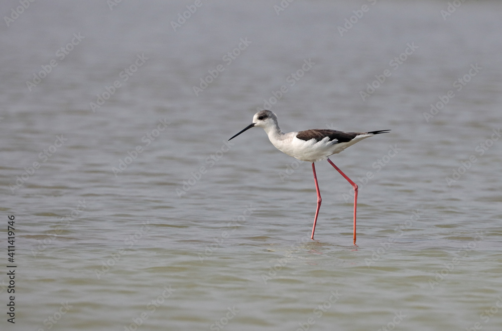 Black Winged Stilt Bird In The water of river Black Winged Stilt Bird In The water of river