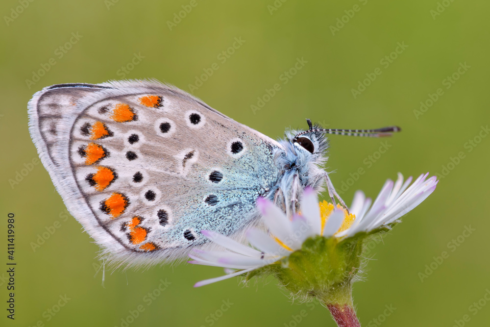 Polyommatus icarus su piccola margherita Polyommatus icarus su piccola margherita