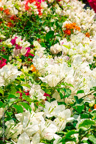 Blue flowers, colorful, beautiful bushes with blurred green leaves as a background.  photo