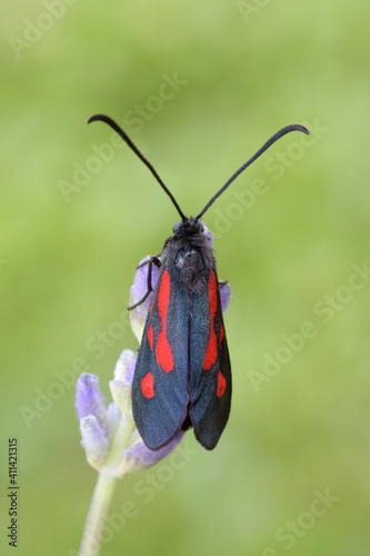 Zygaena romeo  photo