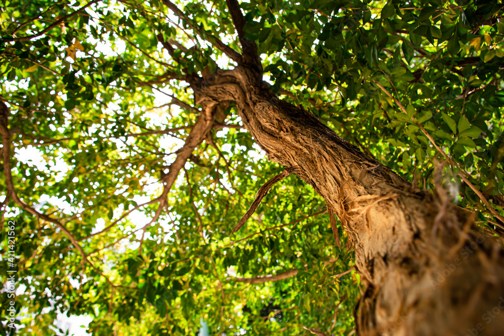 The tree has a beautiful colorful pattern with green branches and leaves, sunlight shines with a blurry black background. The tree has a beautiful colorful pattern with green branches and leaves, sunlight shines with a blurry black background.